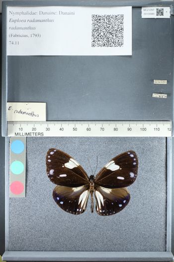 Media type: image;   Entomology 159380